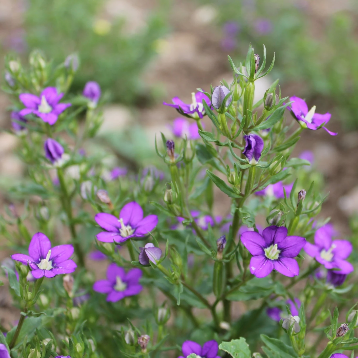 FuturePlanter "Ackerbegleitflora"-Set Alle Pflanzen Im Shop 7 FuturePlanter "Ackerbegleitflora"-Set Alle Pflanzen Im Shop