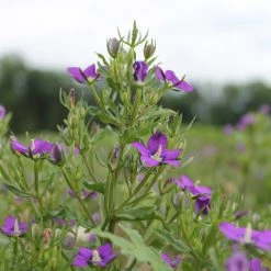 FuturePlanter Venus-Frauenspiegel (Legousia Speculum-veneris)