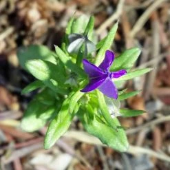 FuturePlanter Venus-Frauenspiegel (Legousia Speculum-veneris)
