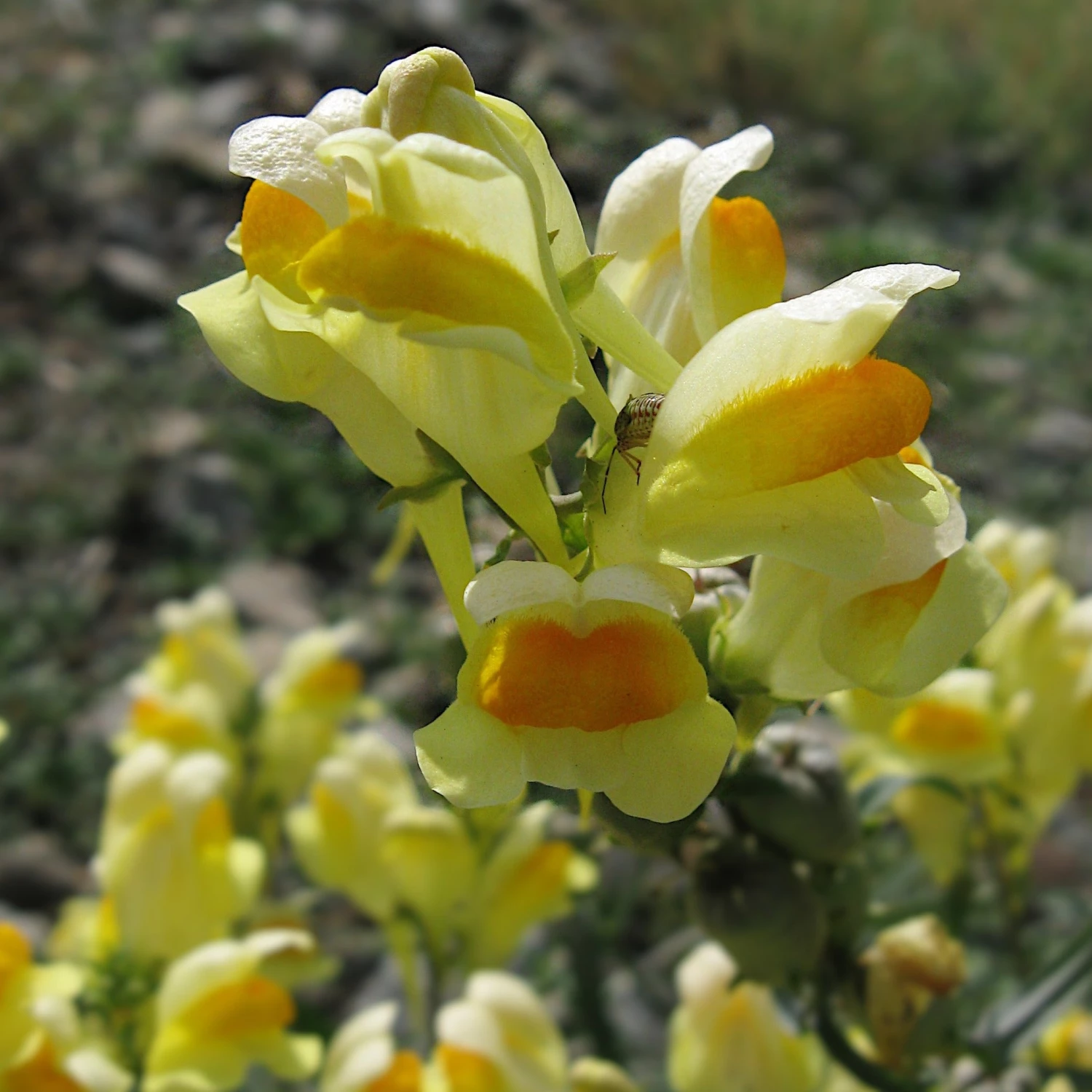 FuturePlanter Alle Pflanzen Im Shop Gemeines Leinkraut (Linaria Vulgaris) 2 FuturePlanter Alle Pflanzen Im Shop Gemeines Leinkraut (Linaria Vulgaris)