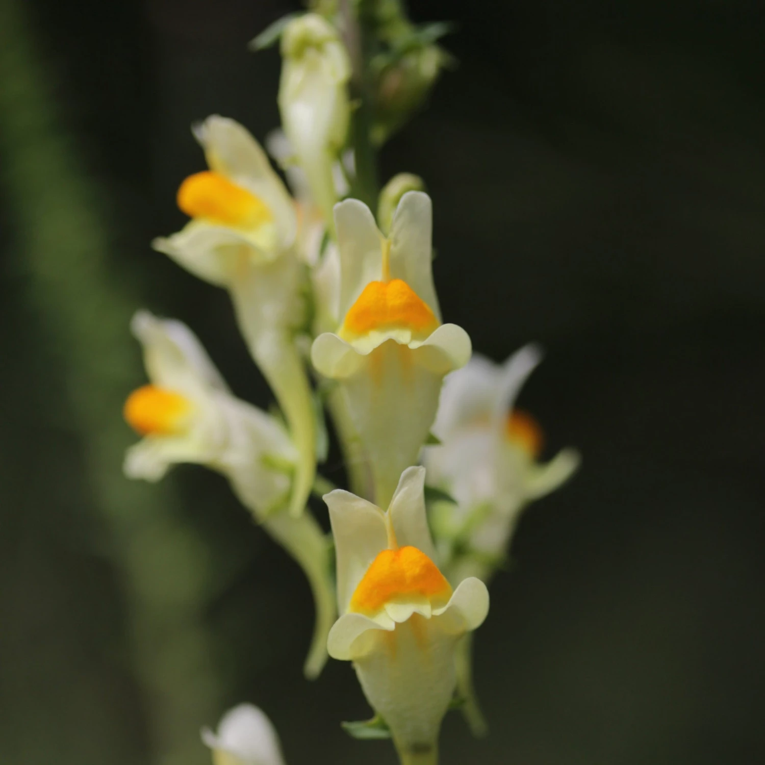 FuturePlanter Alle Pflanzen Im Shop Gemeines Leinkraut (Linaria Vulgaris) 1 FuturePlanter Alle Pflanzen Im Shop Gemeines Leinkraut (Linaria Vulgaris)