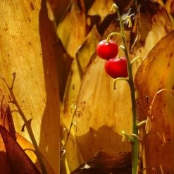 FuturePlanter Alle Pflanzen Im Shop Maiglöckchen (Convallaria Majalis) 14 FuturePlanter Alle Pflanzen Im Shop Maiglöckchen (Convallaria Majalis)