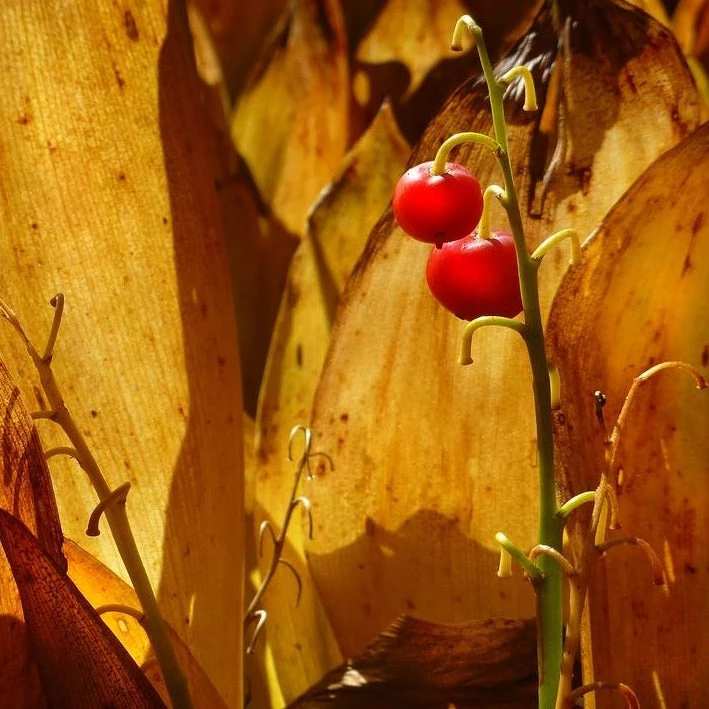 FuturePlanter Alle Pflanzen Im Shop Maiglöckchen (Convallaria Majalis) 7 FuturePlanter Alle Pflanzen Im Shop Maiglöckchen (Convallaria Majalis)