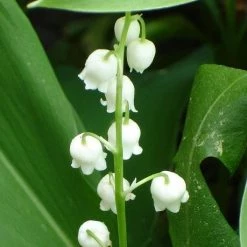 FuturePlanter Alle Pflanzen Im Shop Maiglöckchen (Convallaria Majalis) 11 FuturePlanter Alle Pflanzen Im Shop Maiglöckchen (Convallaria Majalis)