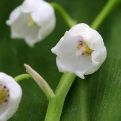 FuturePlanter Alle Pflanzen Im Shop Maiglöckchen (Convallaria Majalis) 10 FuturePlanter Alle Pflanzen Im Shop Maiglöckchen (Convallaria Majalis)