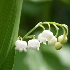 FuturePlanter Alle Pflanzen Im Shop Maiglöckchen (Convallaria Majalis) 12 FuturePlanter Alle Pflanzen Im Shop Maiglöckchen (Convallaria Majalis)