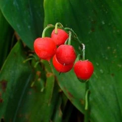 FuturePlanter Alle Pflanzen Im Shop Maiglöckchen (Convallaria Majalis) 13 FuturePlanter Alle Pflanzen Im Shop Maiglöckchen (Convallaria Majalis)