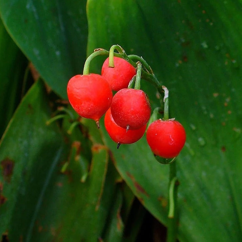 FuturePlanter Alle Pflanzen Im Shop Maiglöckchen (Convallaria Majalis) 6 FuturePlanter Alle Pflanzen Im Shop Maiglöckchen (Convallaria Majalis)