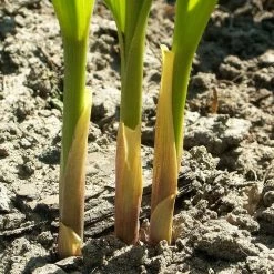 FuturePlanter Alle Pflanzen Im Shop Maiglöckchen (Convallaria Majalis) 15 FuturePlanter Alle Pflanzen Im Shop Maiglöckchen (Convallaria Majalis)