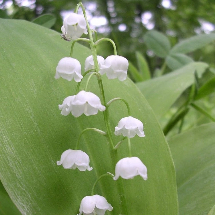 FuturePlanter Alle Pflanzen Im Shop Maiglöckchen (Convallaria Majalis) 2 FuturePlanter Alle Pflanzen Im Shop Maiglöckchen (Convallaria Majalis)