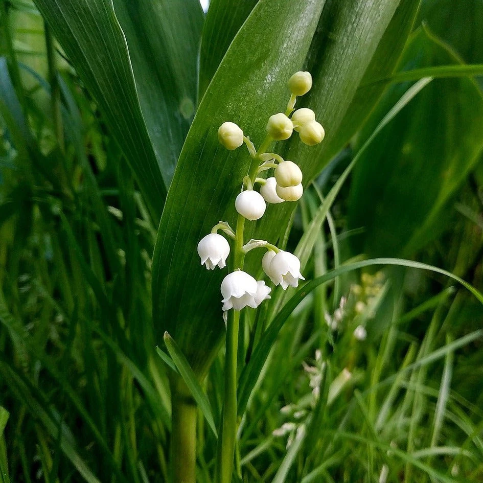 FuturePlanter Alle Pflanzen Im Shop Maiglöckchen (Convallaria Majalis) 1 FuturePlanter Alle Pflanzen Im Shop Maiglöckchen (Convallaria Majalis)