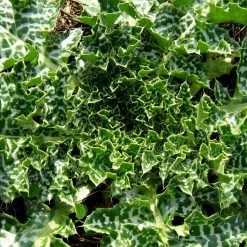 FuturePlanter Alle Pflanzen Im Shop Mariendistel (Silybum Marianum) 9 FuturePlanter Alle Pflanzen Im Shop Mariendistel (Silybum Marianum)