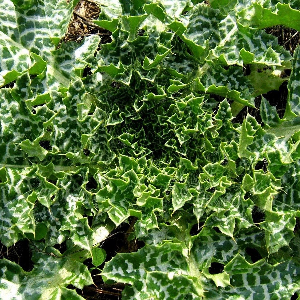 FuturePlanter Alle Pflanzen Im Shop Mariendistel (Silybum Marianum) 4 FuturePlanter Alle Pflanzen Im Shop Mariendistel (Silybum Marianum)