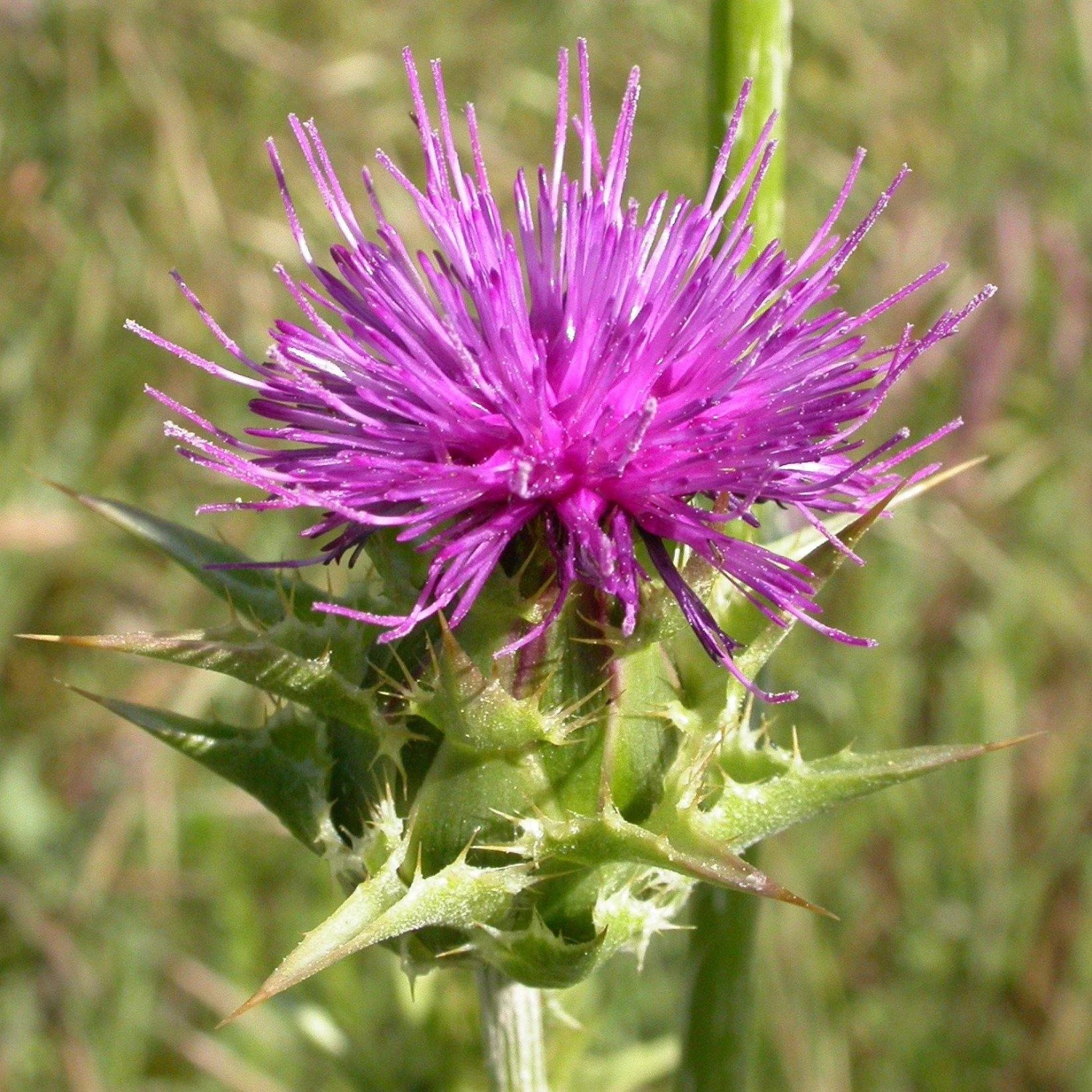 FuturePlanter Alle Pflanzen Im Shop Mariendistel (Silybum Marianum) 6 FuturePlanter Alle Pflanzen Im Shop Mariendistel (Silybum Marianum)