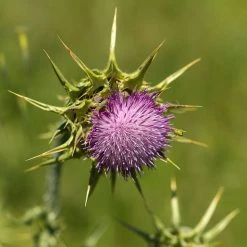 FuturePlanter Alle Pflanzen Im Shop Mariendistel (Silybum Marianum) 10 FuturePlanter Alle Pflanzen Im Shop Mariendistel (Silybum Marianum)