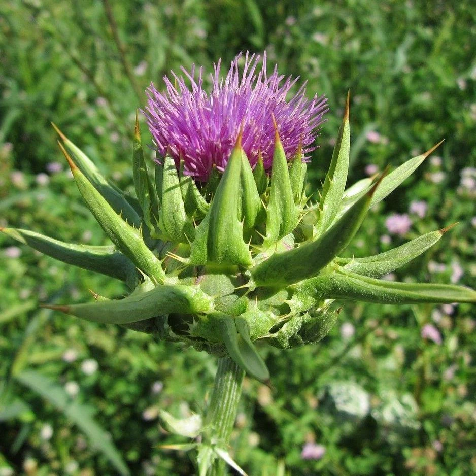 FuturePlanter Alle Pflanzen Im Shop Mariendistel (Silybum Marianum) 2 FuturePlanter Alle Pflanzen Im Shop Mariendistel (Silybum Marianum)