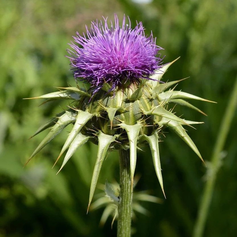FuturePlanter Alle Pflanzen Im Shop Mariendistel (Silybum Marianum) 3 FuturePlanter Alle Pflanzen Im Shop Mariendistel (Silybum Marianum)