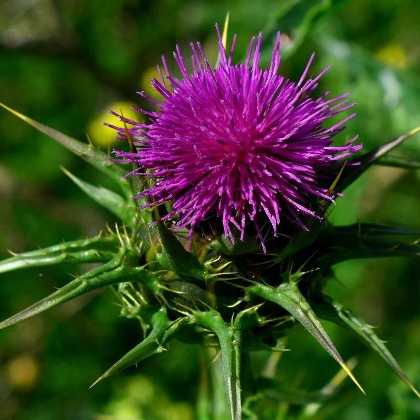 FuturePlanter Alle Pflanzen Im Shop Mariendistel (Silybum Marianum) 1 FuturePlanter Alle Pflanzen Im Shop Mariendistel (Silybum Marianum)