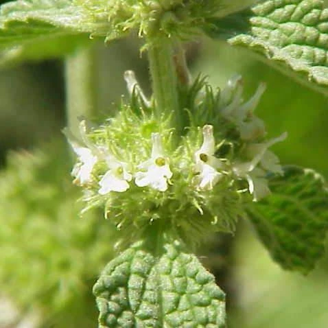 FuturePlanter Alle Pflanzen Im Shop Gewöhnlicher Andorn (Marrubium Vulgare) 2 FuturePlanter Alle Pflanzen Im Shop Gewöhnlicher Andorn (Marrubium Vulgare)