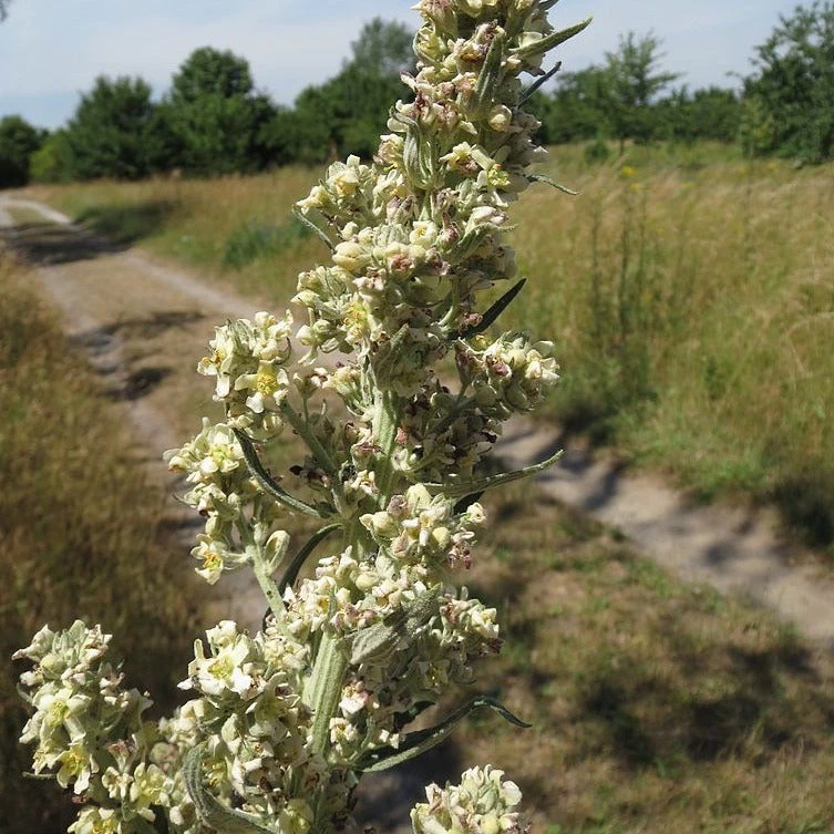 FuturePlanter Alle Pflanzen Im Shop Mehlige Königskerze (Verbascum Lychnitis) 7 FuturePlanter Alle Pflanzen Im Shop Mehlige Königskerze (Verbascum Lychnitis)
