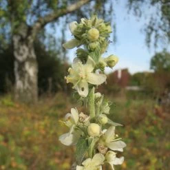 FuturePlanter Alle Pflanzen Im Shop Mehlige Königskerze (Verbascum Lychnitis) 12 FuturePlanter Alle Pflanzen Im Shop Mehlige Königskerze (Verbascum Lychnitis)