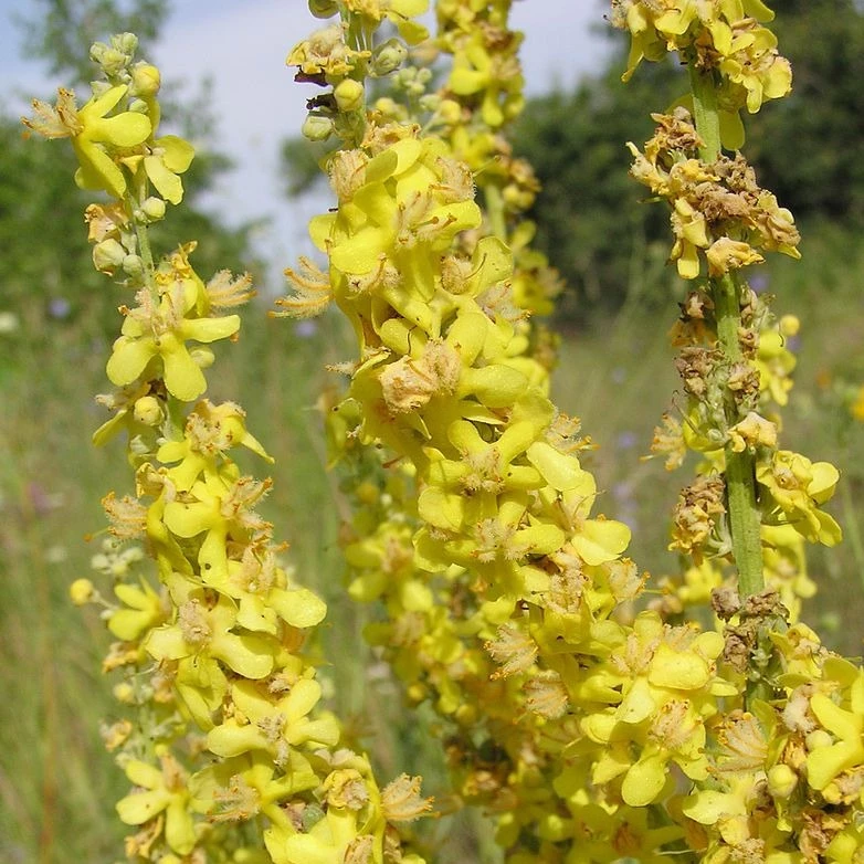 FuturePlanter Alle Pflanzen Im Shop Mehlige Königskerze (Verbascum Lychnitis) 2 FuturePlanter Alle Pflanzen Im Shop Mehlige Königskerze (Verbascum Lychnitis)