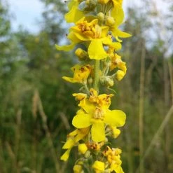 FuturePlanter Alle Pflanzen Im Shop Mehlige Königskerze (Verbascum Lychnitis) 10 FuturePlanter Alle Pflanzen Im Shop Mehlige Königskerze (Verbascum Lychnitis)