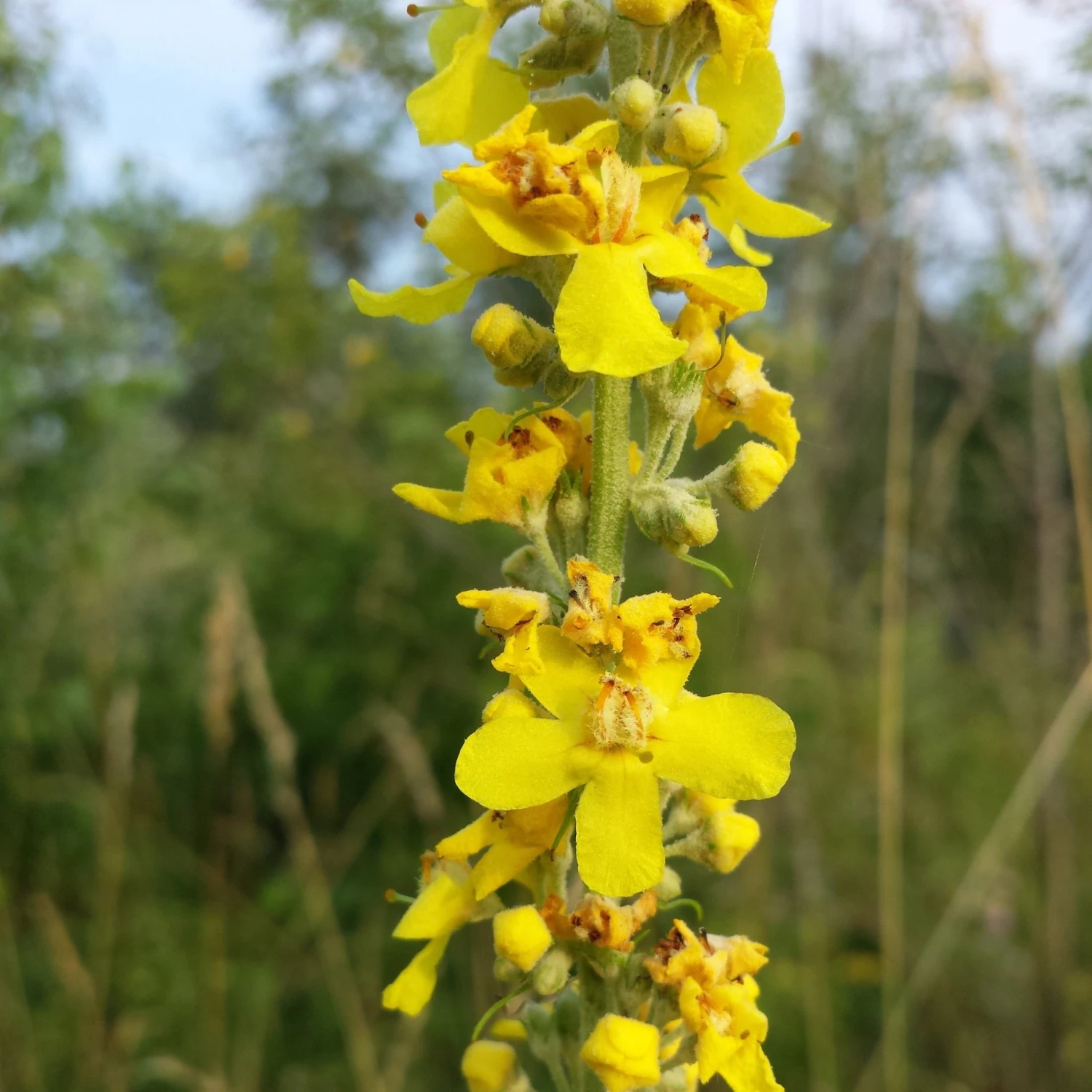 FuturePlanter Alle Pflanzen Im Shop Mehlige Königskerze (Verbascum Lychnitis) 3 FuturePlanter Alle Pflanzen Im Shop Mehlige Königskerze (Verbascum Lychnitis)