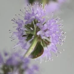 FuturePlanter Alle Pflanzen Im Shop Polei-Minze (Mentha Pulegium) 10 FuturePlanter Alle Pflanzen Im Shop Polei-Minze (Mentha Pulegium)