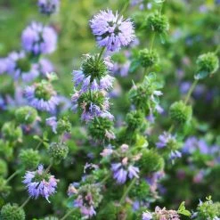 FuturePlanter Alle Pflanzen Im Shop Polei-Minze (Mentha Pulegium) 11 FuturePlanter Alle Pflanzen Im Shop Polei-Minze (Mentha Pulegium)