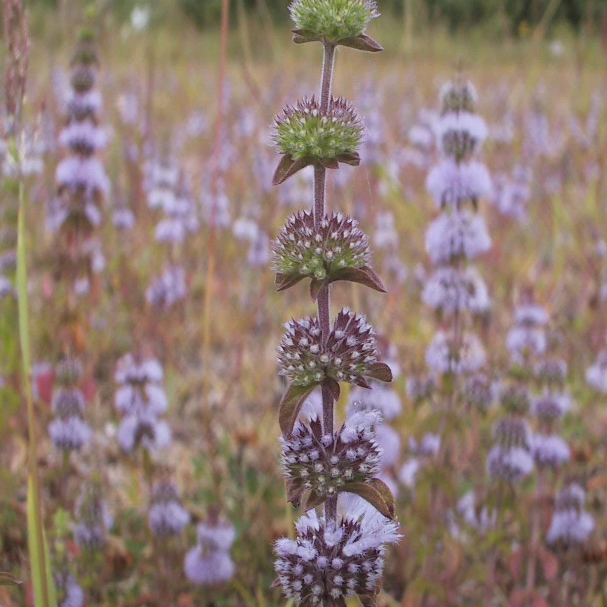 FuturePlanter Alle Pflanzen Im Shop Polei-Minze (Mentha Pulegium) 1 FuturePlanter Alle Pflanzen Im Shop Polei-Minze (Mentha Pulegium)