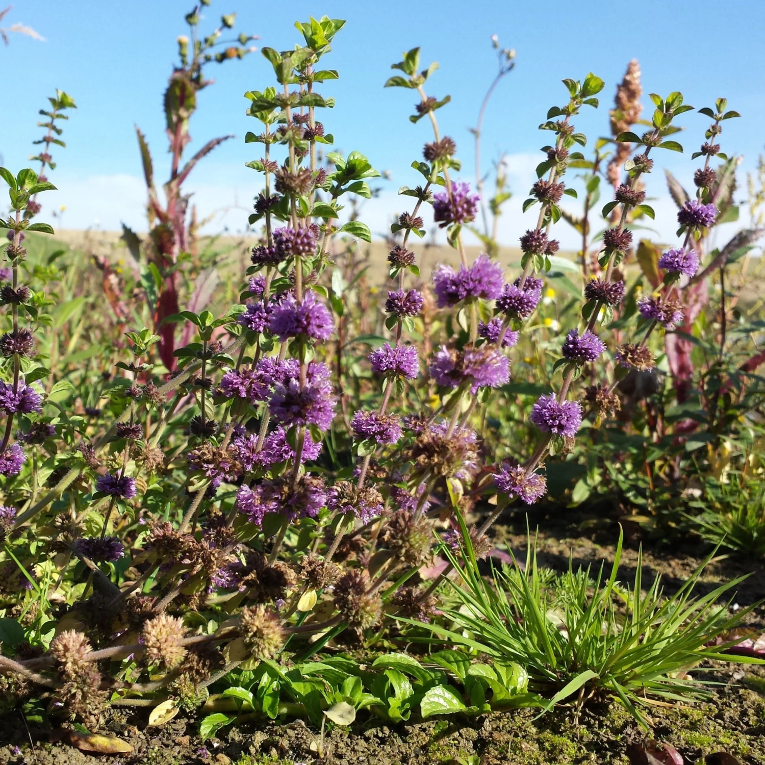 FuturePlanter Alle Pflanzen Im Shop Polei-Minze (Mentha Pulegium) 6 FuturePlanter Alle Pflanzen Im Shop Polei-Minze (Mentha Pulegium)