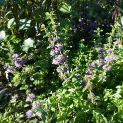 FuturePlanter Alle Pflanzen Im Shop Polei-Minze (Mentha Pulegium) 12 FuturePlanter Alle Pflanzen Im Shop Polei-Minze (Mentha Pulegium)