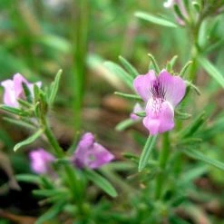FuturePlanter Acker-Löwenmaul (Misopates Orontium) 13 FuturePlanter Acker-Löwenmaul (Misopates Orontium)