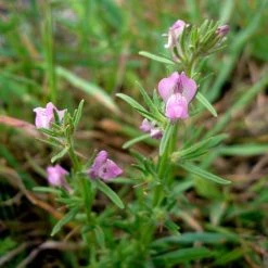 FuturePlanter Acker-Löwenmaul (Misopates Orontium) 14 FuturePlanter Acker-Löwenmaul (Misopates Orontium)