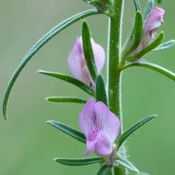 FuturePlanter Acker-Löwenmaul (Misopates Orontium) 12 FuturePlanter Acker-Löwenmaul (Misopates Orontium)