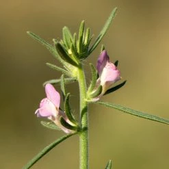 FuturePlanter Acker-Löwenmaul (Misopates Orontium) 10 FuturePlanter Acker-Löwenmaul (Misopates Orontium)