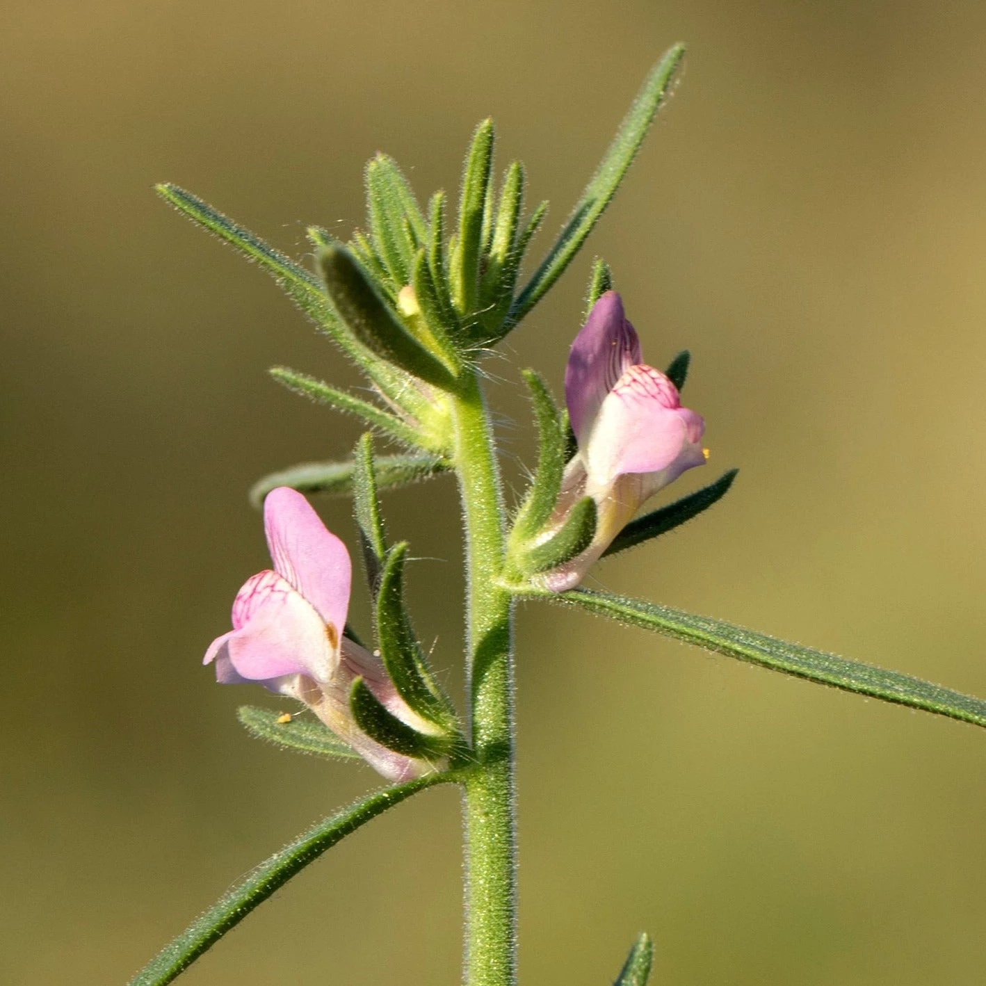 FuturePlanter Acker-Löwenmaul (Misopates Orontium) 3 FuturePlanter Acker-Löwenmaul (Misopates Orontium)