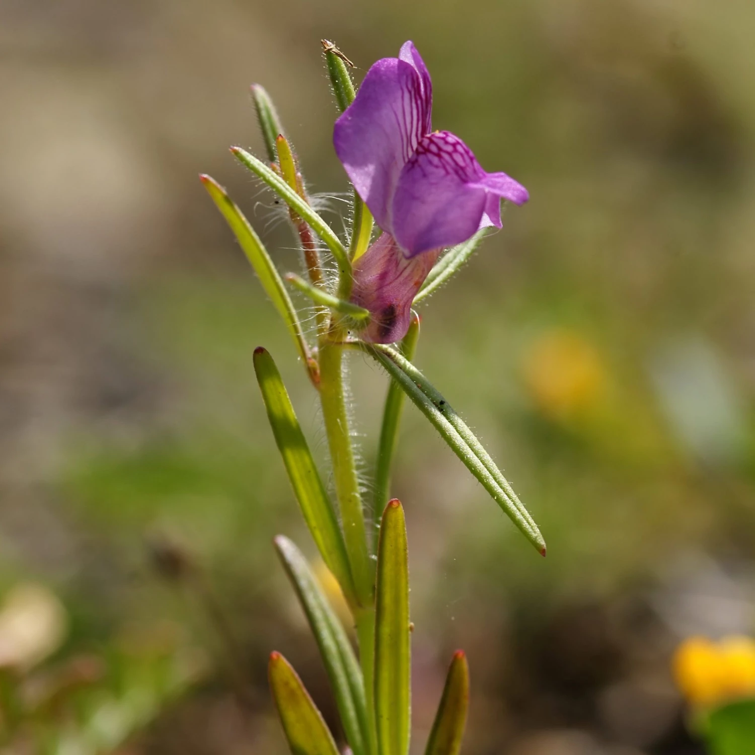 FuturePlanter Acker-Löwenmaul (Misopates Orontium) 2 FuturePlanter Acker-Löwenmaul (Misopates Orontium)