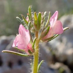 FuturePlanter Acker-Löwenmaul (Misopates Orontium) 15 FuturePlanter Acker-Löwenmaul (Misopates Orontium)