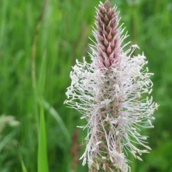FuturePlanter Alle Pflanzen Im Shop Mittlerer Wegerich (Plantago Media)
