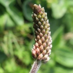 FuturePlanter Alle Pflanzen Im Shop Mittlerer Wegerich (Plantago Media)