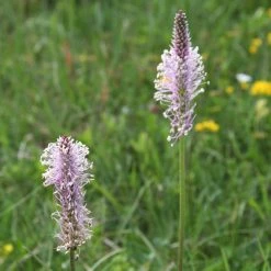 FuturePlanter Alle Pflanzen Im Shop Mittlerer Wegerich (Plantago Media)