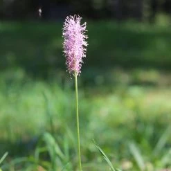 FuturePlanter Alle Pflanzen Im Shop Mittlerer Wegerich (Plantago Media)