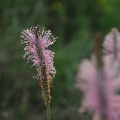FuturePlanter Alle Pflanzen Im Shop Mittlerer Wegerich (Plantago Media)