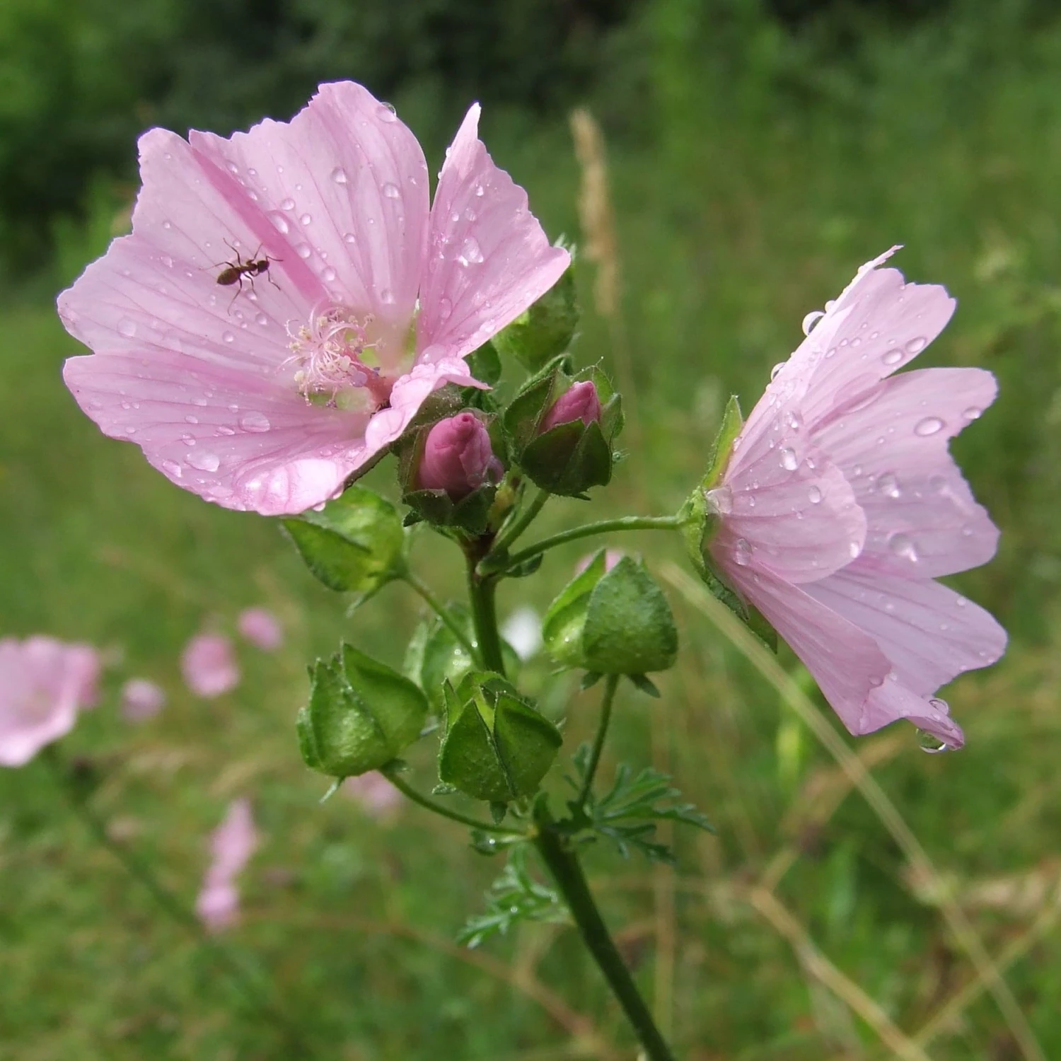 FuturePlanter Moschus-Malve (Malva Moschata) 6 FuturePlanter Moschus-Malve (Malva Moschata)