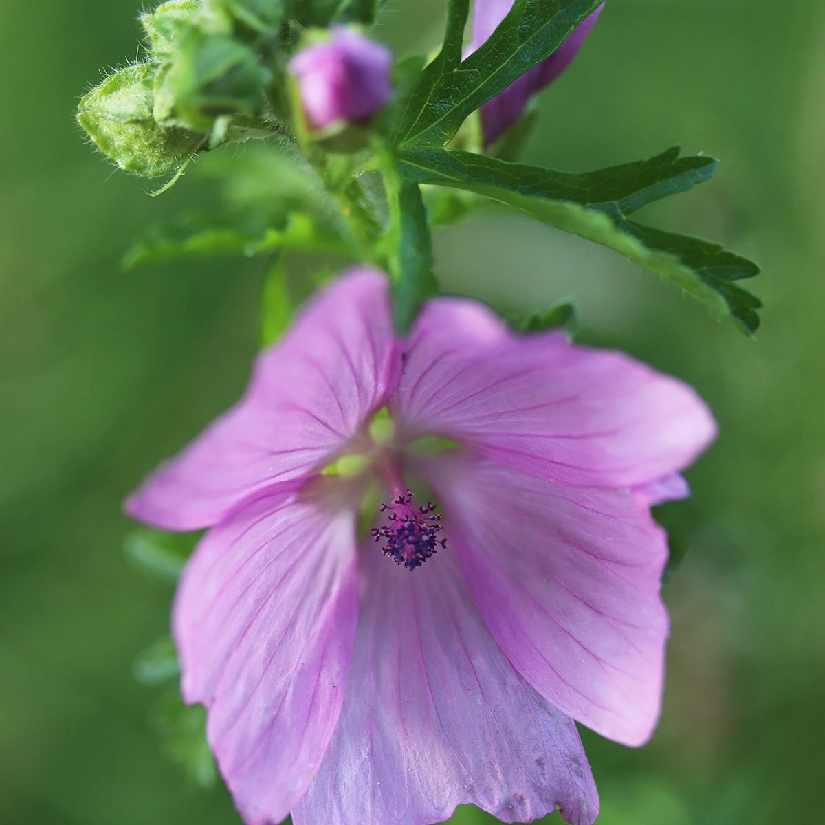 FuturePlanter Moschus-Malve (Malva Moschata) 3 FuturePlanter Moschus-Malve (Malva Moschata)