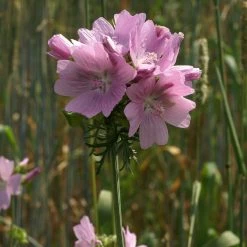 FuturePlanter Moschus-Malve (Malva Moschata) 15 FuturePlanter Moschus-Malve (Malva Moschata)