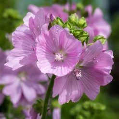 FuturePlanter Moschus-Malve (Malva Moschata)