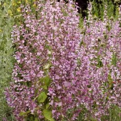 FuturePlanter Muskateller-Salbei (Salvia Sclarea) 15 FuturePlanter Muskateller-Salbei (Salvia Sclarea)